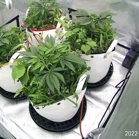 Girl Scout Cookies XTRM growlog timeline photo