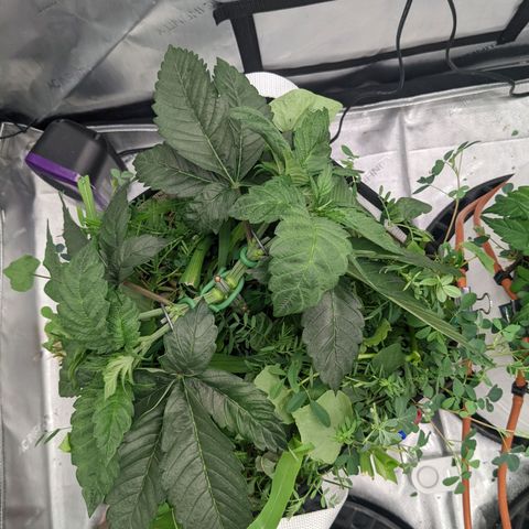 Girl Scout Cookies XTRM growlog timeline photo