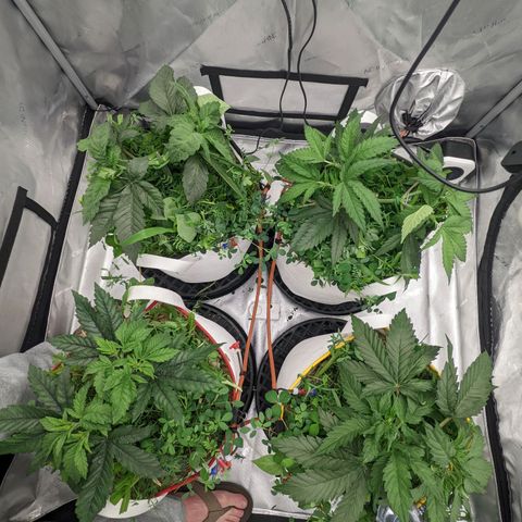 Girl Scout Cookies XTRM growlog timeline photo