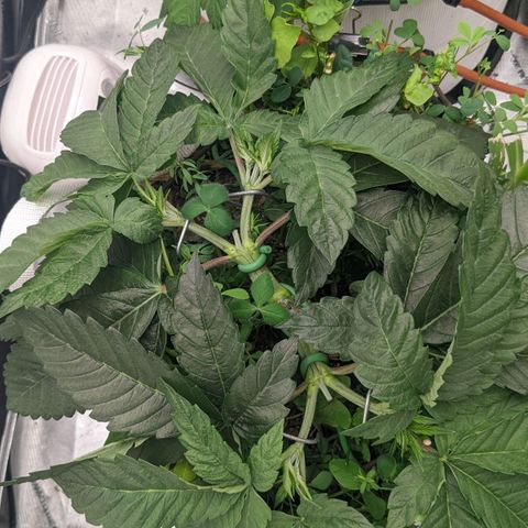 Girl Scout Cookies XTRM growlog timeline photo