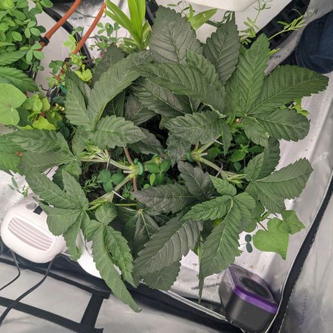 Girl Scout Cookies XTRM growlog timeline photo