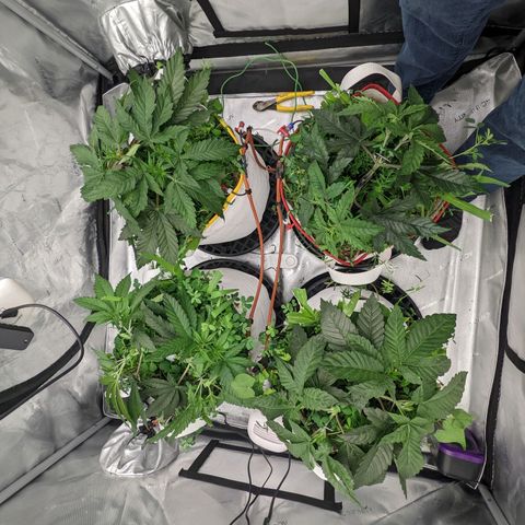 Girl Scout Cookies XTRM growlog timeline photo