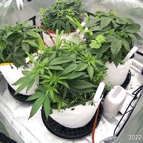 Girl Scout Cookies XTRM growlog timeline photo