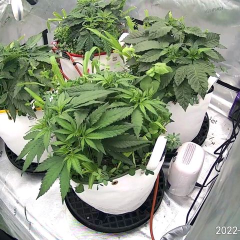 Girl Scout Cookies XTRM growlog timeline photo