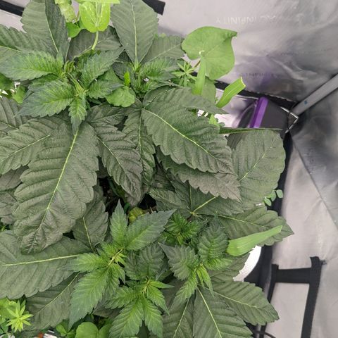 Girl Scout Cookies XTRM growlog timeline photo