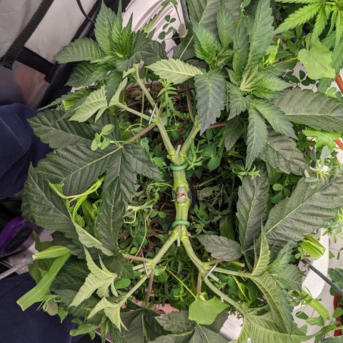 Girl Scout Cookies XTRM growlog timeline photo