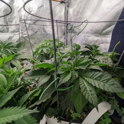 Girl Scout Cookies XTRM growlog timeline photo