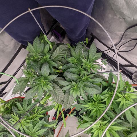 Girl Scout Cookies XTRM growlog timeline photo