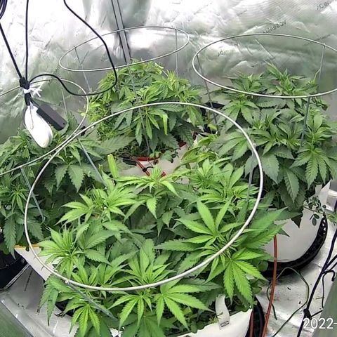 Girl Scout Cookies XTRM growlog timeline photo