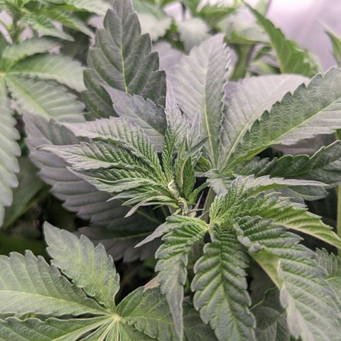 Girl Scout Cookies XTRM growlog timeline photo