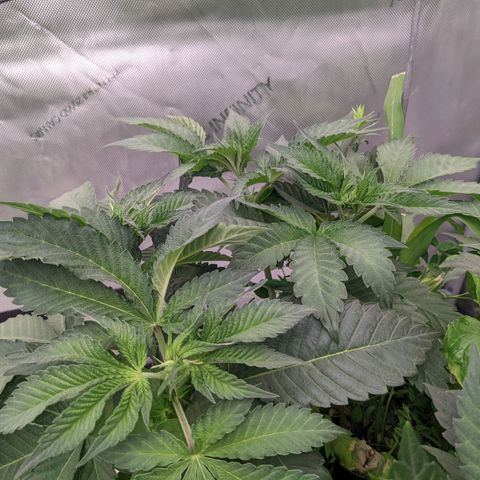 Girl Scout Cookies XTRM growlog timeline photo