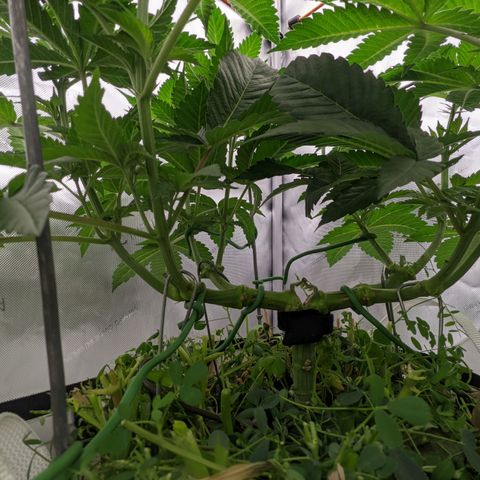 Girl Scout Cookies XTRM growlog timeline photo