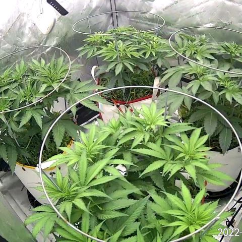 Girl Scout Cookies XTRM growlog timeline photo