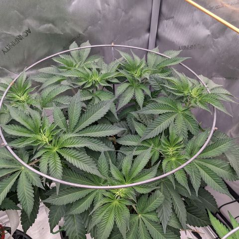 Girl Scout Cookies XTRM growlog timeline photo