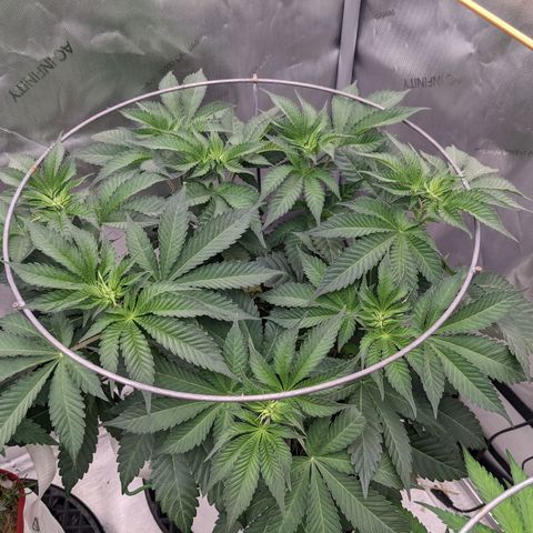 Girl Scout Cookies XTRM growlog timeline photo