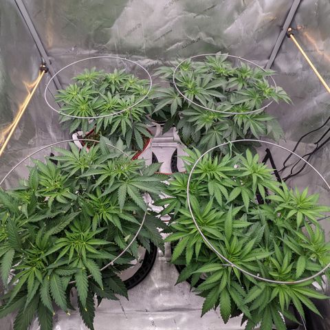Girl Scout Cookies XTRM growlog timeline photo