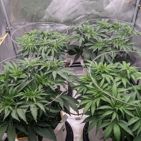 Girl Scout Cookies XTRM growlog timeline photo
