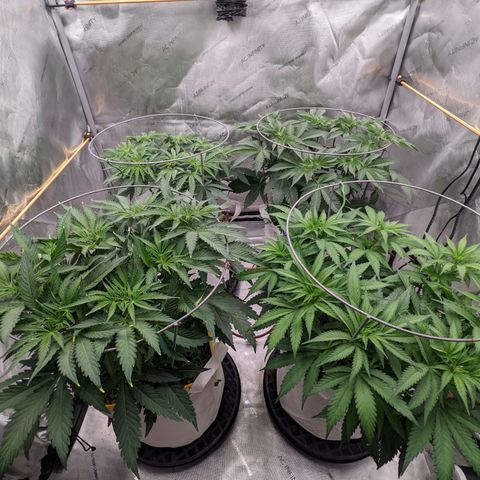 Girl Scout Cookies XTRM growlog timeline photo
