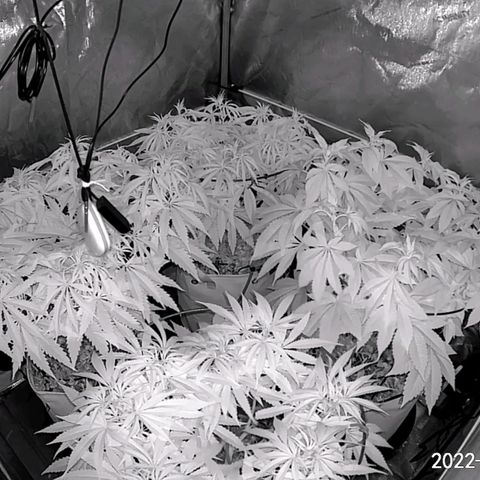 Girl Scout Cookies XTRM growlog timeline photo
