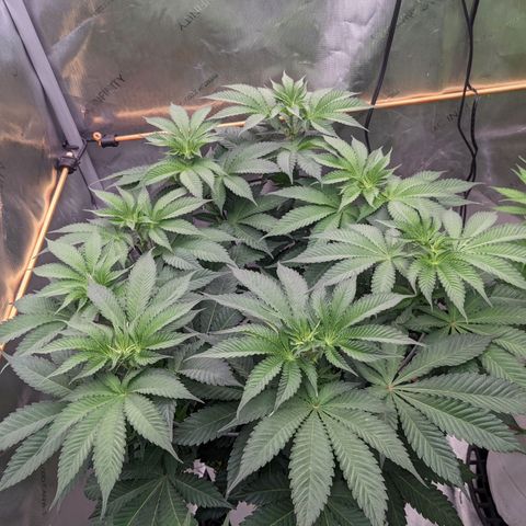 Girl Scout Cookies XTRM growlog timeline photo