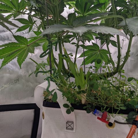 Girl Scout Cookies XTRM growlog timeline photo