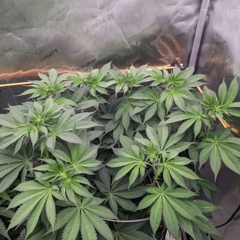 Girl Scout Cookies XTRM growlog timeline photo