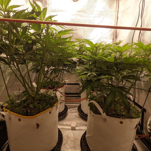 Girl Scout Cookies XTRM growlog timeline photo