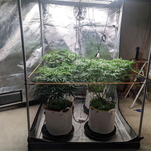Girl Scout Cookies XTRM growlog timeline photo