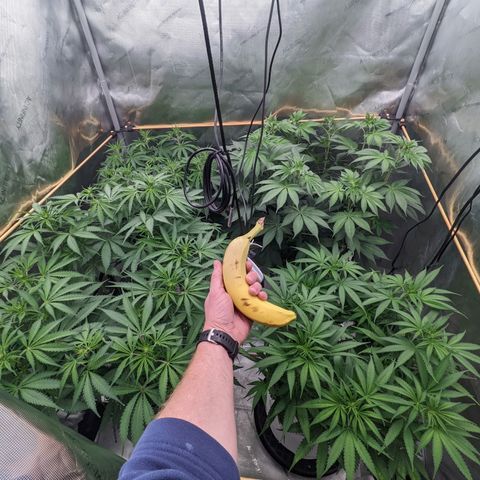 Girl Scout Cookies XTRM growlog timeline photo