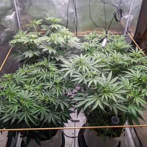 Girl Scout Cookies XTRM growlog timeline photo