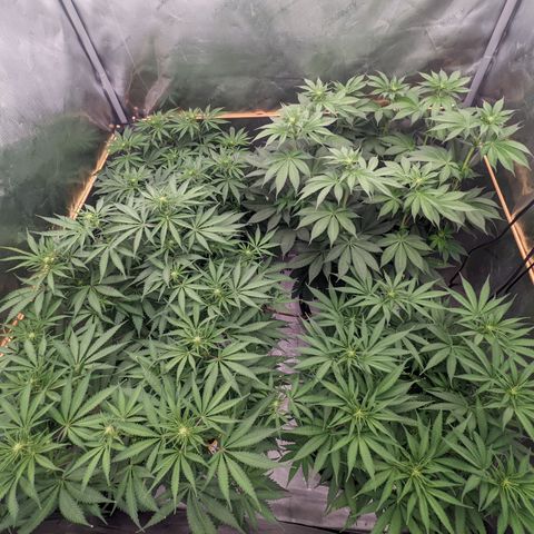 Girl Scout Cookies XTRM growlog timeline photo