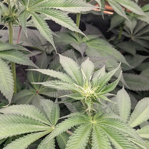 Girl Scout Cookies XTRM growlog timeline photo