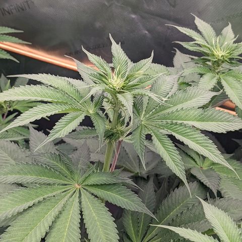 Girl Scout Cookies XTRM growlog timeline photo