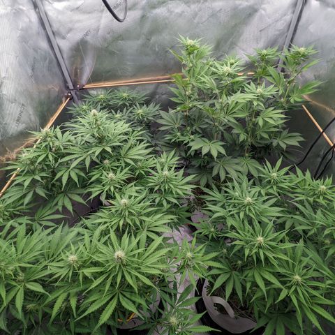 Girl Scout Cookies XTRM growlog timeline photo