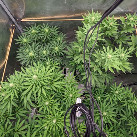 Girl Scout Cookies XTRM growlog timeline photo