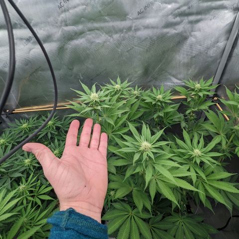 Girl Scout Cookies XTRM growlog timeline photo