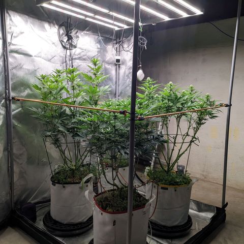 Girl Scout Cookies XTRM growlog timeline photo
