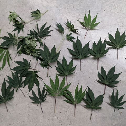 Girl Scout Cookies XTRM growlog timeline photo