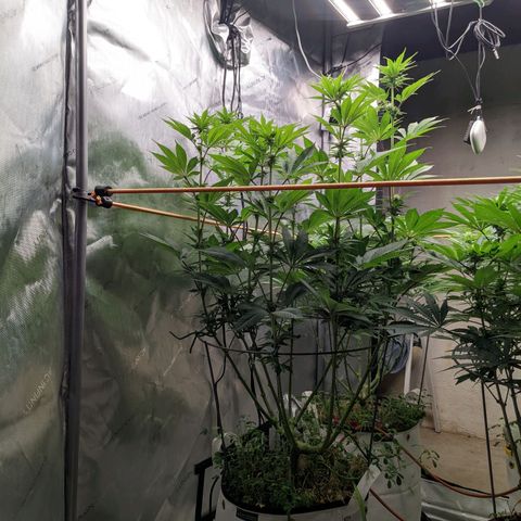 Girl Scout Cookies XTRM growlog timeline photo