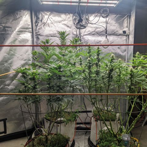 Girl Scout Cookies XTRM growlog timeline photo