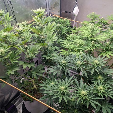 Girl Scout Cookies XTRM growlog timeline photo