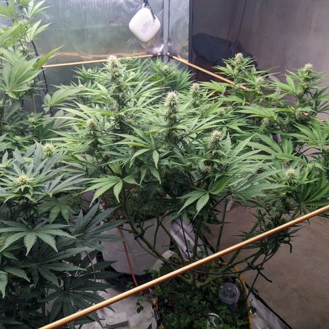 Girl Scout Cookies XTRM growlog timeline photo