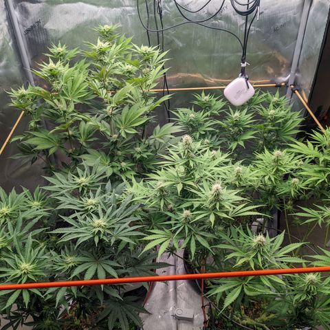 Girl Scout Cookies XTRM growlog timeline photo