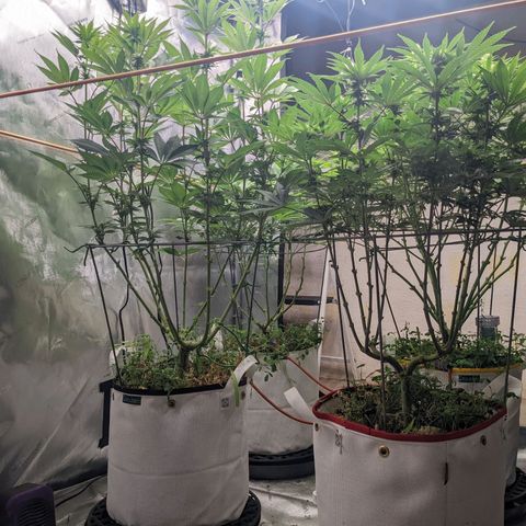 Girl Scout Cookies XTRM growlog timeline photo