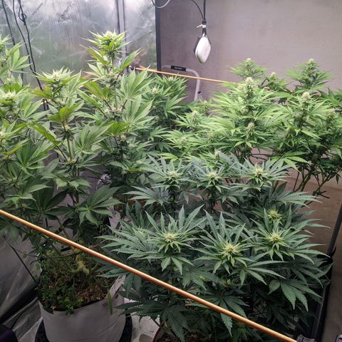 Girl Scout Cookies XTRM growlog timeline photo