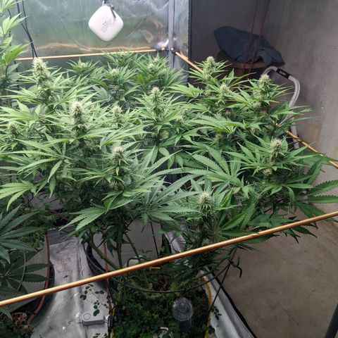 Girl Scout Cookies XTRM growlog timeline photo