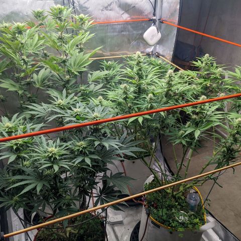 Girl Scout Cookies XTRM growlog timeline photo
