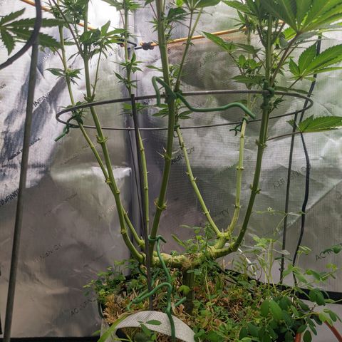 Girl Scout Cookies XTRM growlog timeline photo