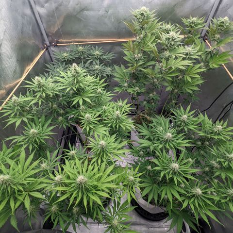 Girl Scout Cookies XTRM growlog timeline photo