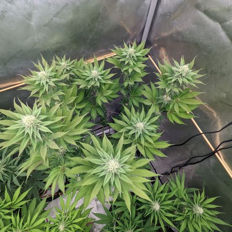 Girl Scout Cookies XTRM growlog timeline photo